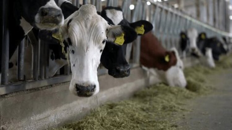 Di Balik Susu Segar No. 1 di Indonesia: Peternakan Sapi Modern Terbesar Greenfields